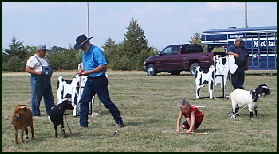 Photo of Kids' Rodeo