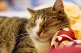 sleeping_cat