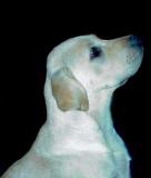nice_doggy